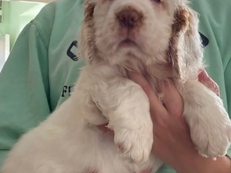 Blythamour Spaniels  photo 1