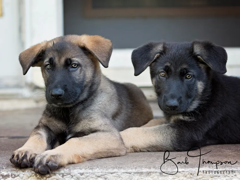 Bmeerhuis German Shepherds