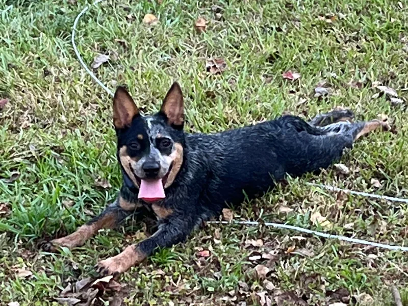 BMK Heelers