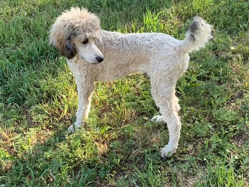 BMW Standard Poodles