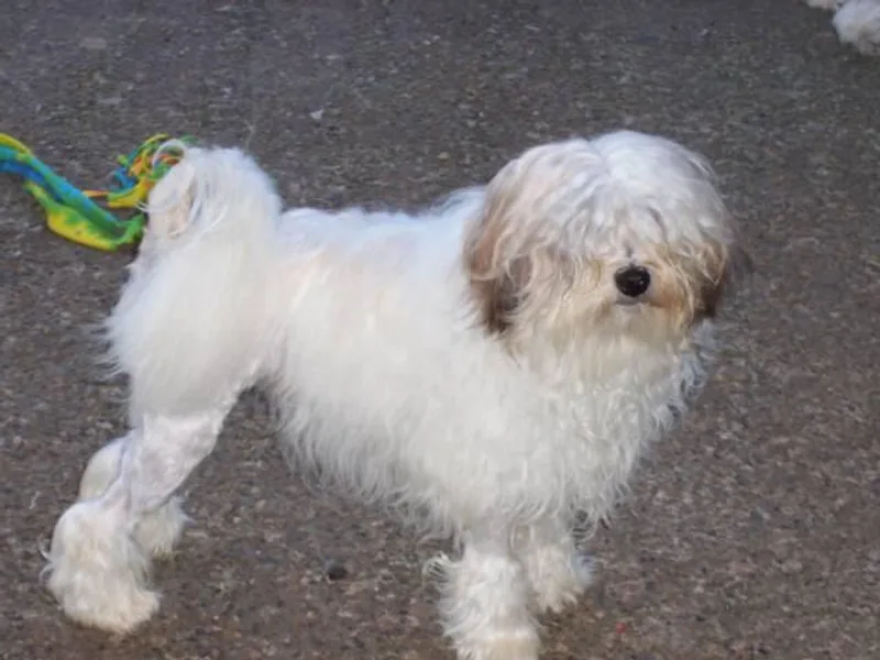 BNVS Löwchen photo 1