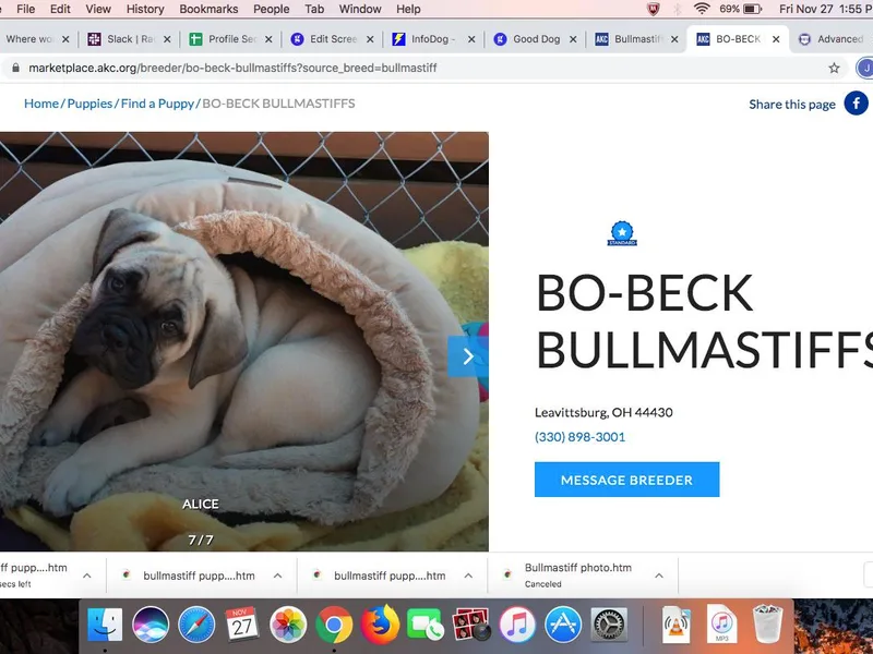BO-BECK Bullmastiffs