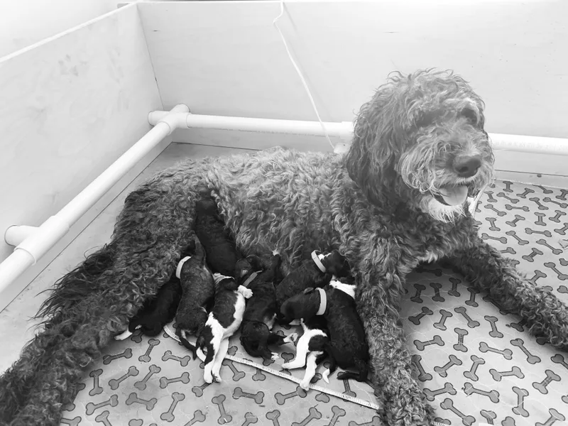 Bo Peep Sheepadoodles