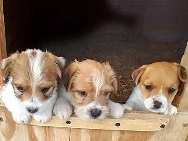 Boardman valley kennels