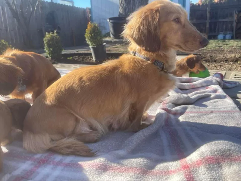 Boaz Dachshunds