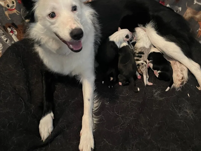 Bob &amp; Donette's Border Collies