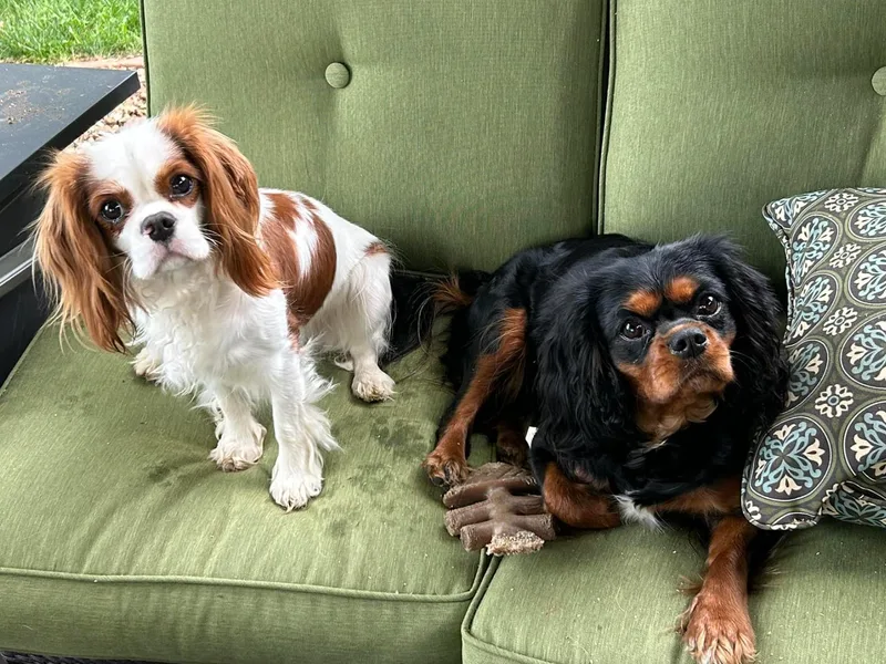 Bobbi’s Cavalier Cuties