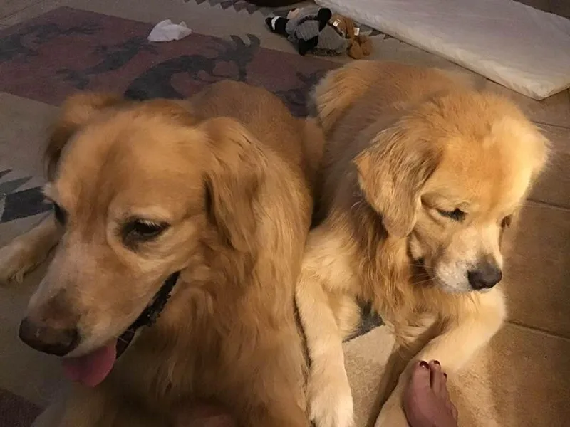 Bobbi's Golden Retrievers
