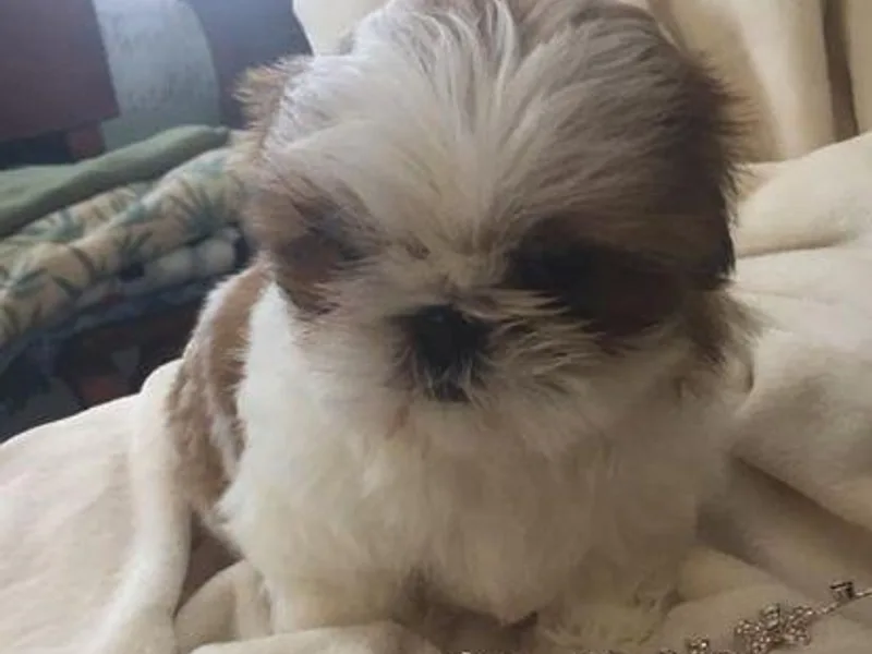 Bobbi’s Shih Tzus