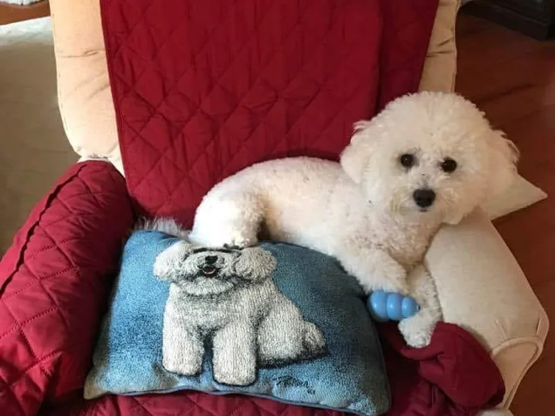 Bobbie Gayle's Bichons