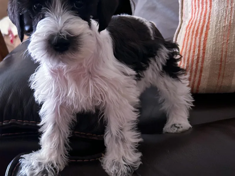 Bobo’s Babies Kennels