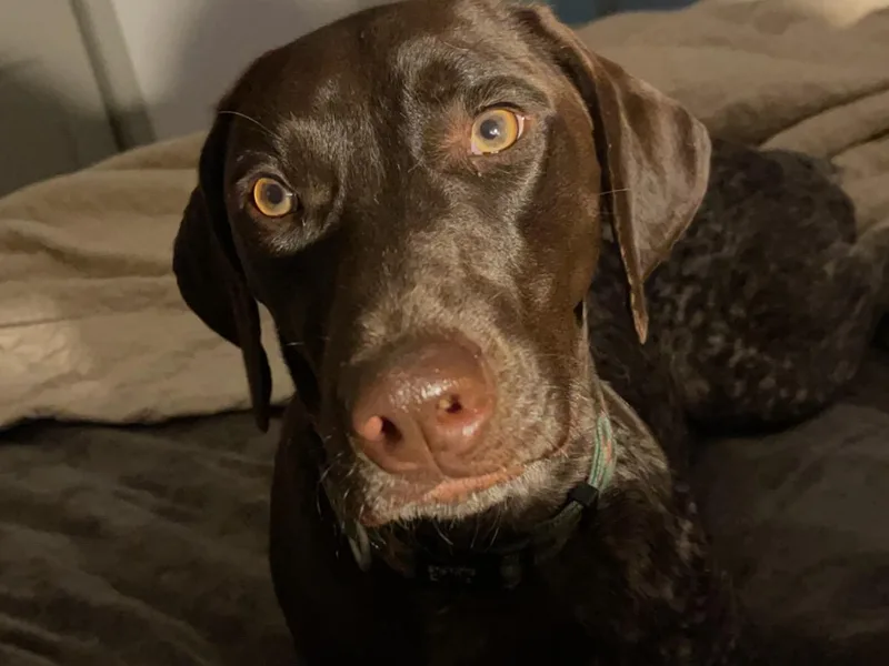 Bobo’s Bassets, Pointers &amp; Goldens