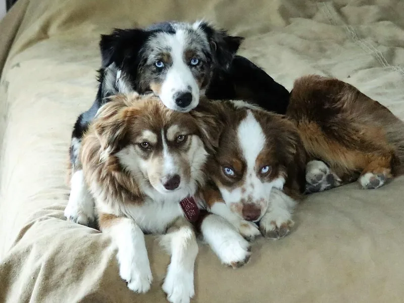 Bock's Mini Aussies photo 1