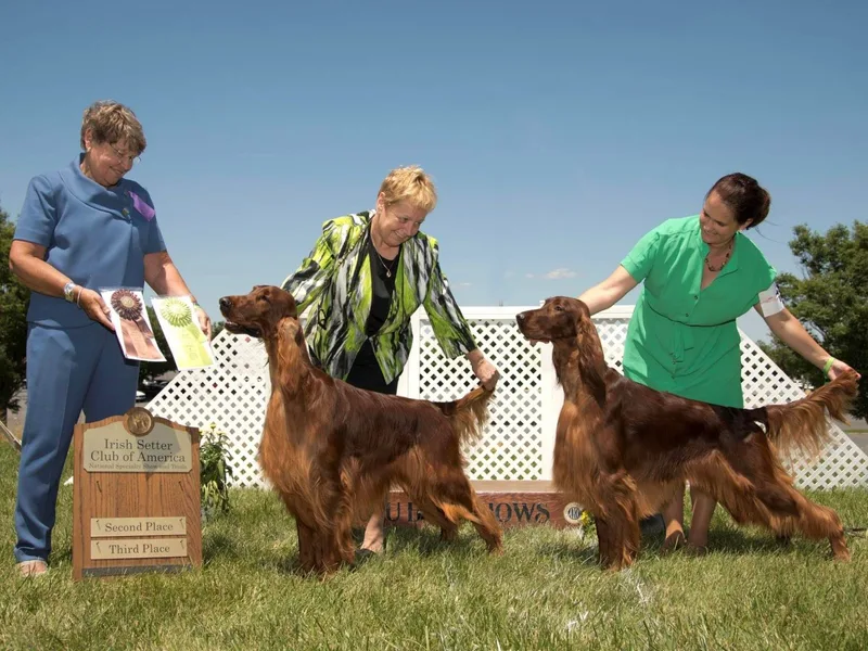 Bodacious Irish Setters photo 1
