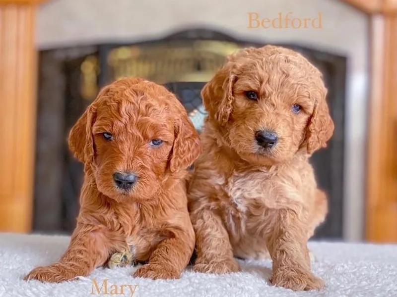 Bodhs and the Beas Labradoodles