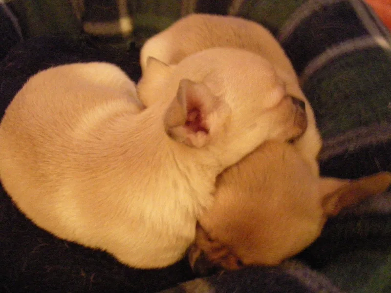 Boehm's Chihuahuas