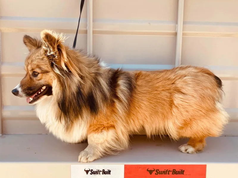 Boehm’s Pembroke corgis