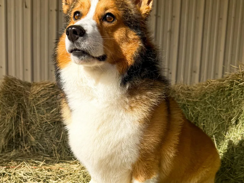 Boekel Farms Corgis