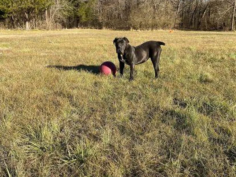 Boerboels Exact of the dmv