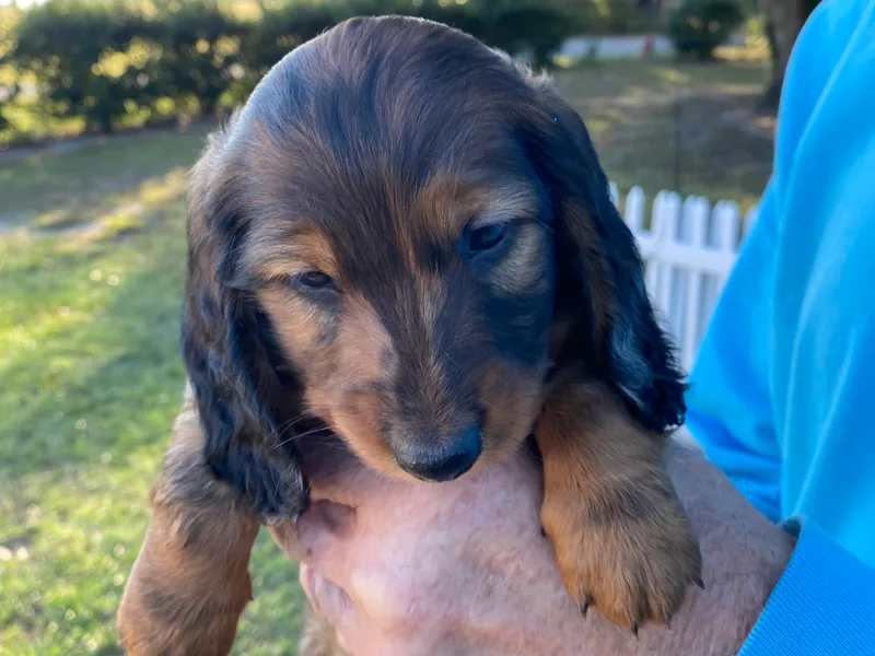 Boggy Branch Dachshunds