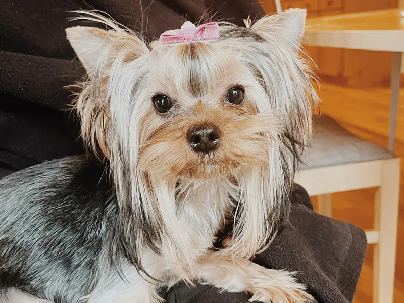 Bohemian Beauty Yorkshire Terrier