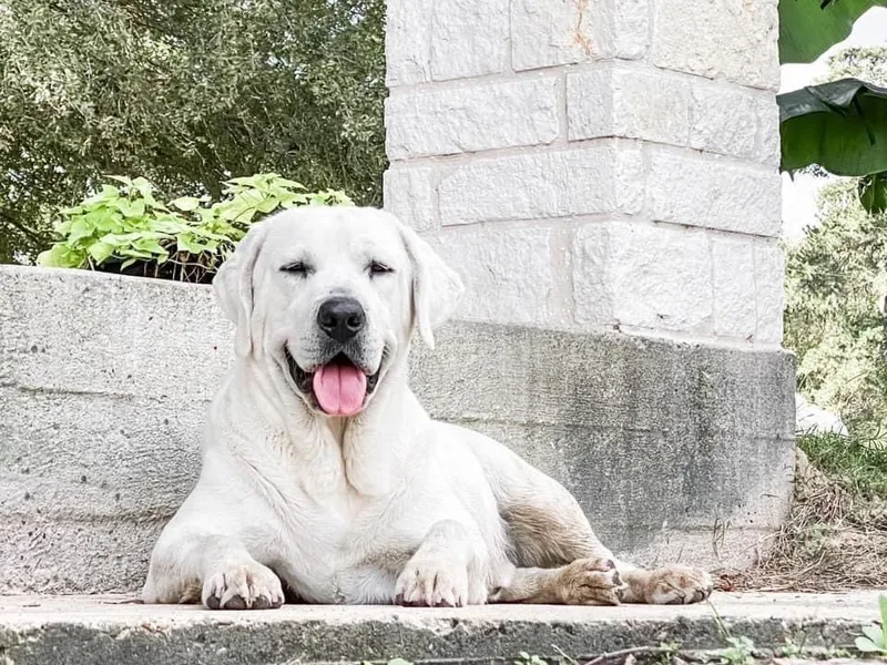 Bohlken Labradors photo 1