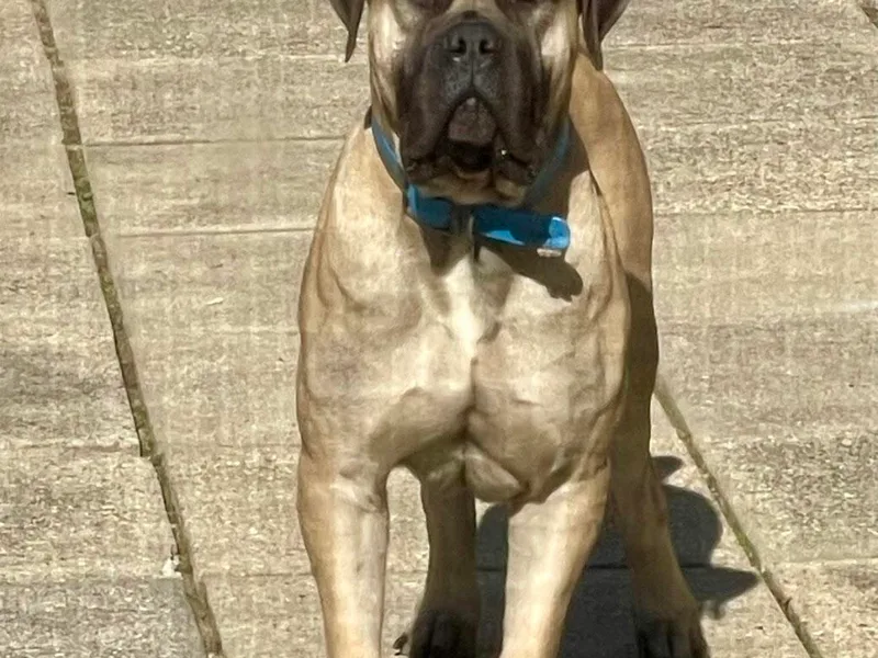 BoHo Boerboels