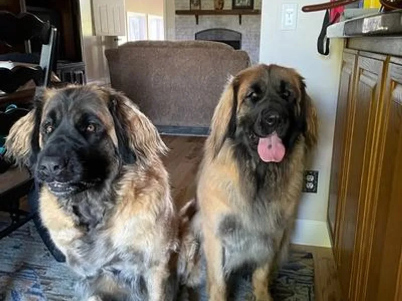 Bois D’Arc Leonbergers