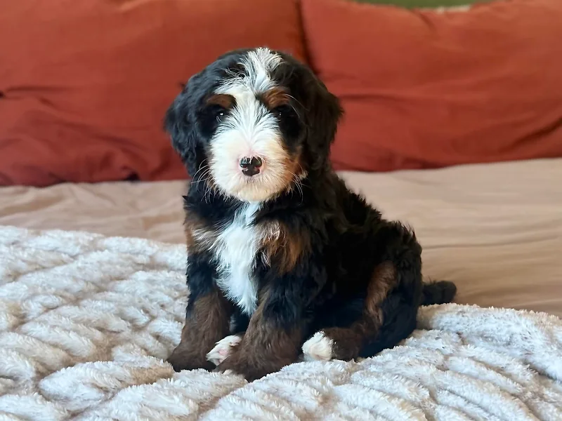 Boise Bernedoodles