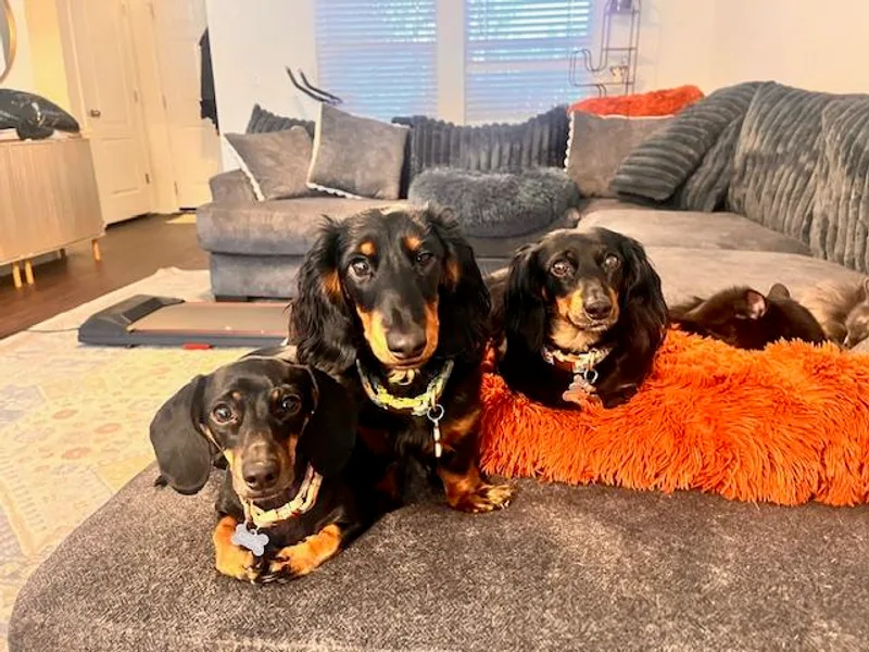 Boise Best Mini Dachshunds