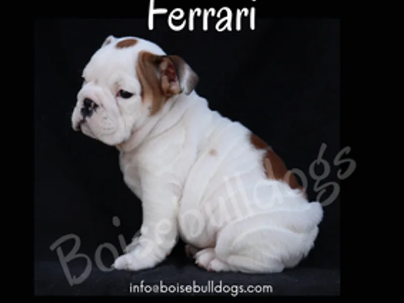 Boise Bulldogs