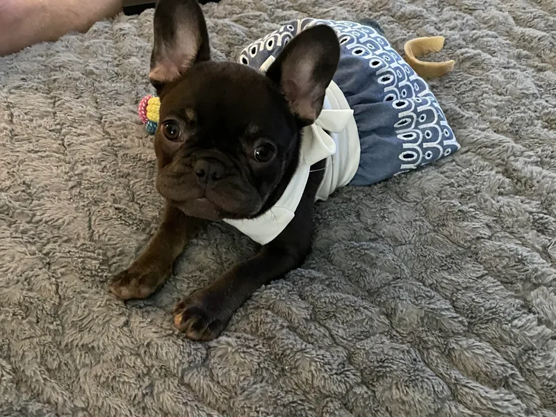 Boise French Bulldogs