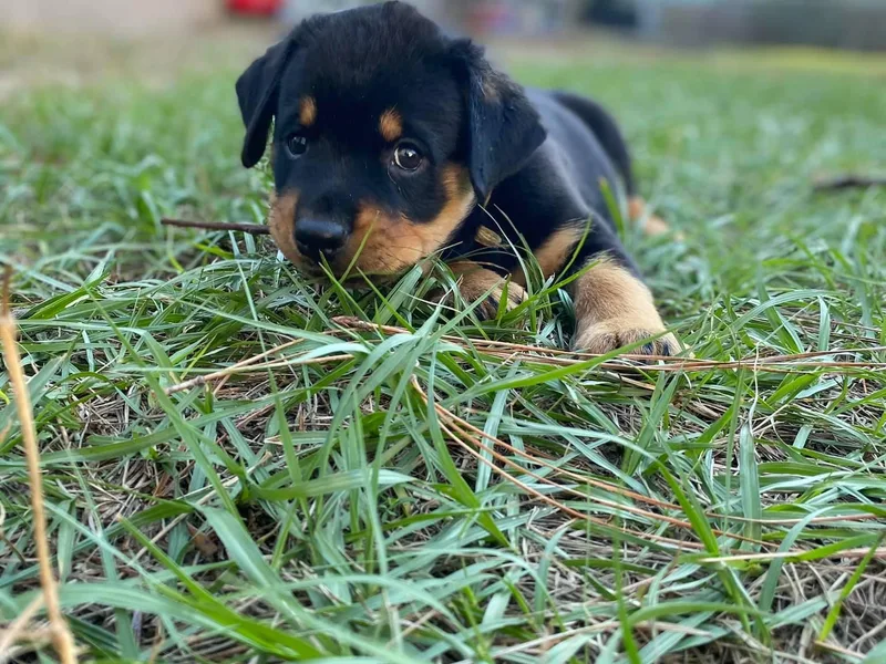 Bold &amp; Beautiful Rottweilers