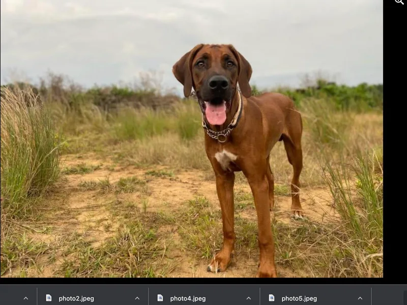 Bold Move Rhodesian Ridgebacks