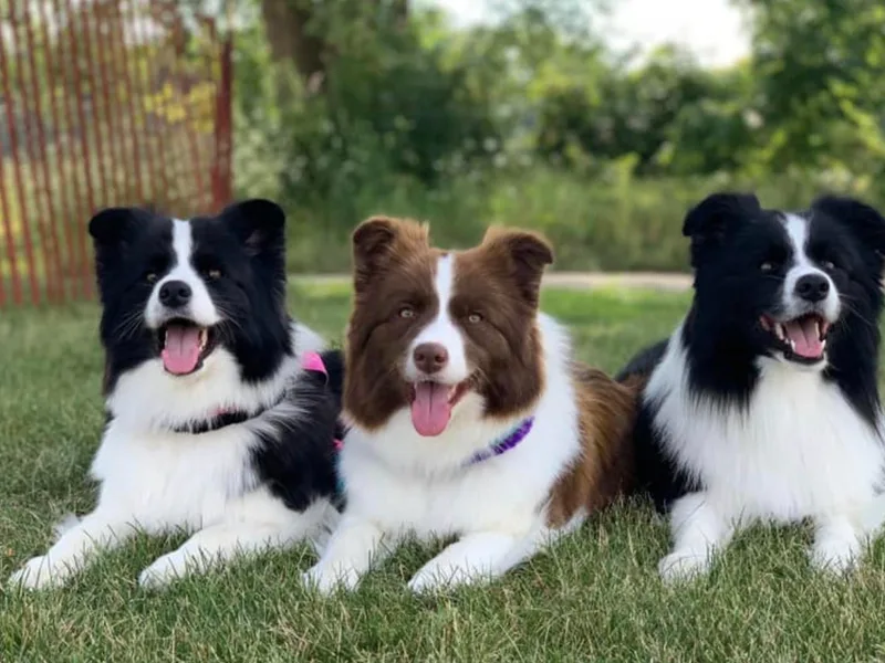 Bold North Border Collies