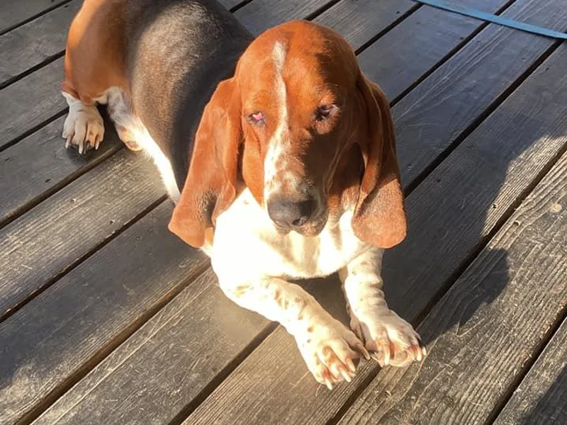 Bolderosa Bassets