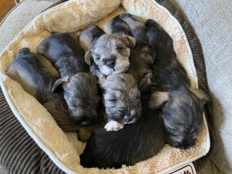 Bolzano Miniature Schnauzers