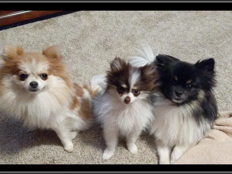 Bombcity Pomeranians