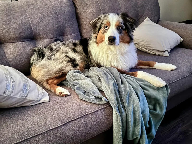 Bombshell Australian Shepherds