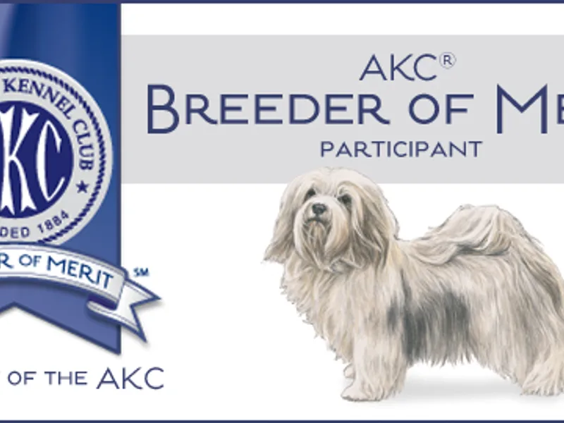 Bon-Bon Havanese & Andi Pugs