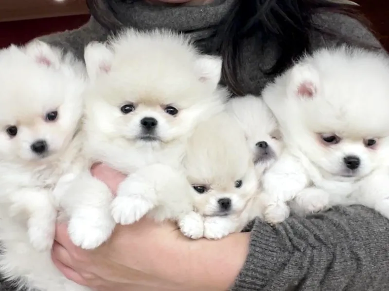 Bon Bon Poms
