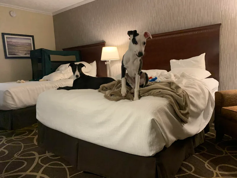 Bon’s Kennel