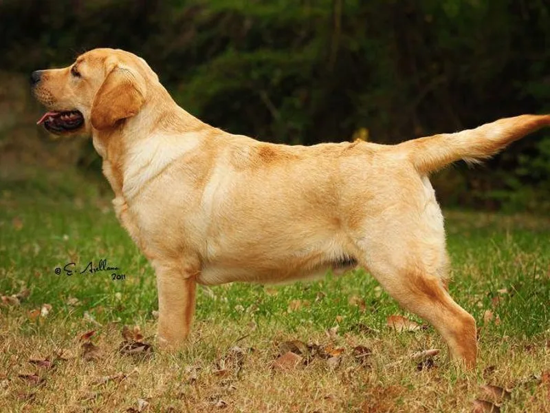 BonaVenture Labradors