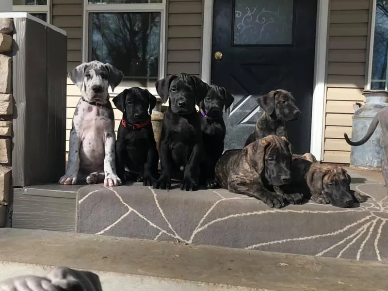 Bond Acres Great Danes