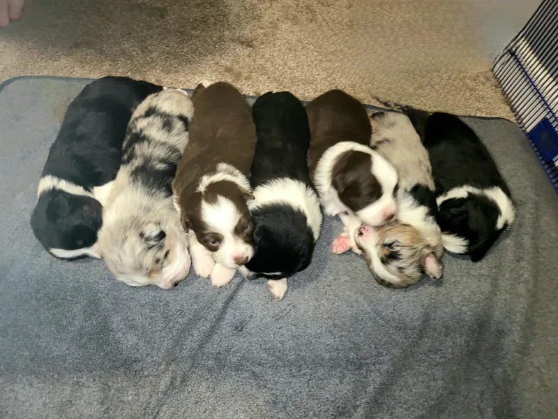 BonDrew's Miniature American Shepherds