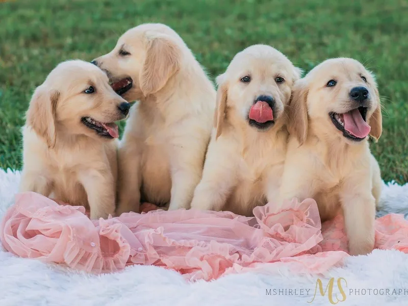 Bones retrievers photo 1