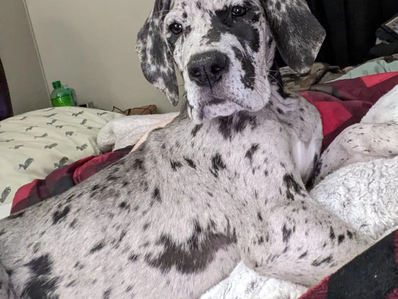 Bonetown Great Danes