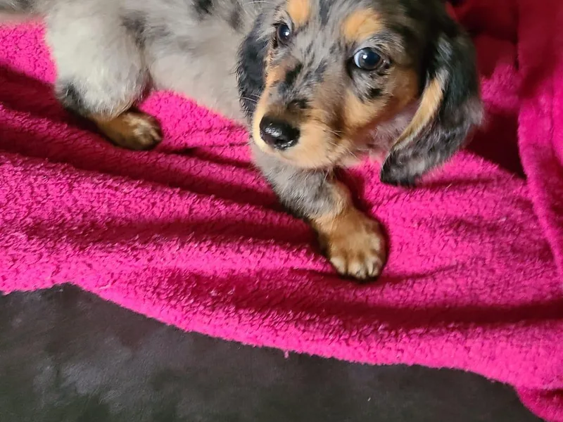 Boney's Low Riding Dachshunds