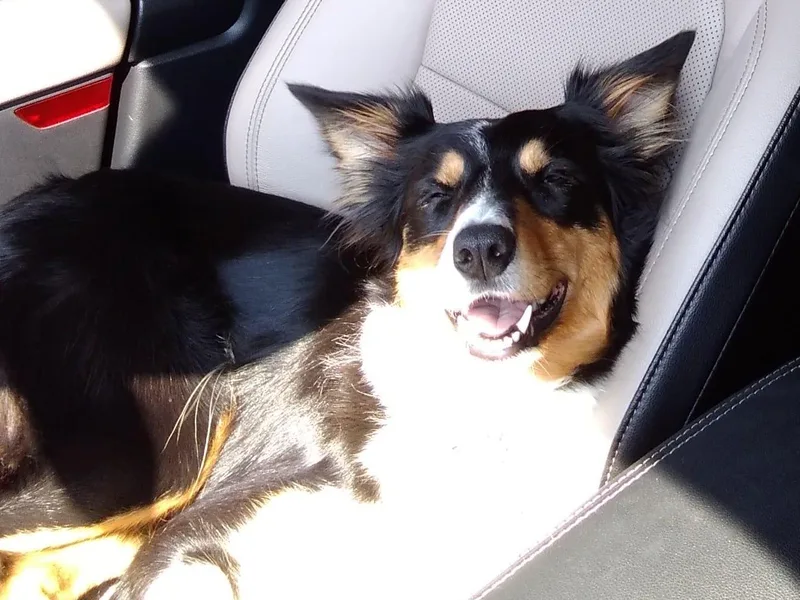 Bonita's Border Collies