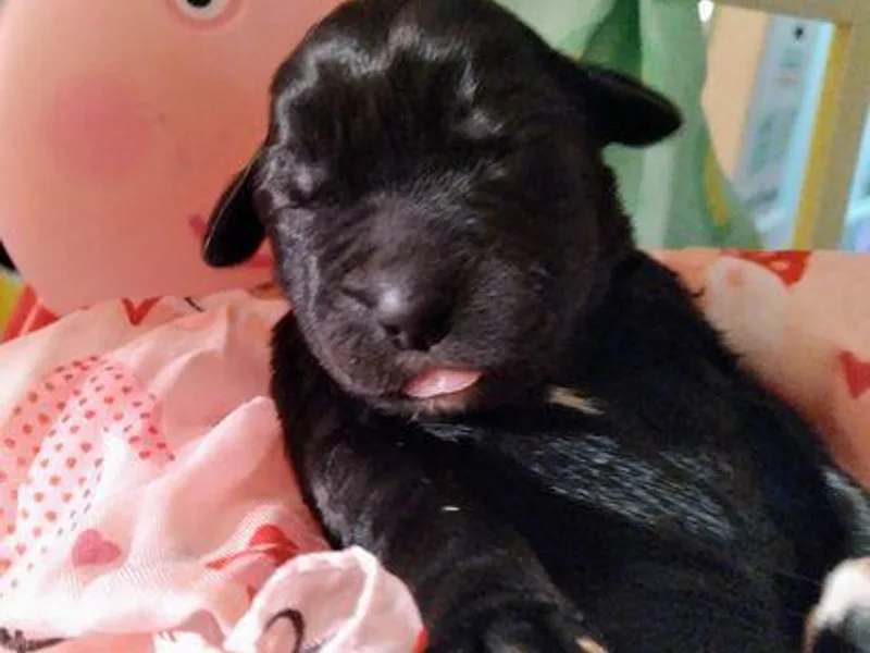 Bonner Doodle Babies